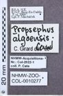 Etikette zu Propsephus algoensis (NHMW-ZOO-COL-0010277)